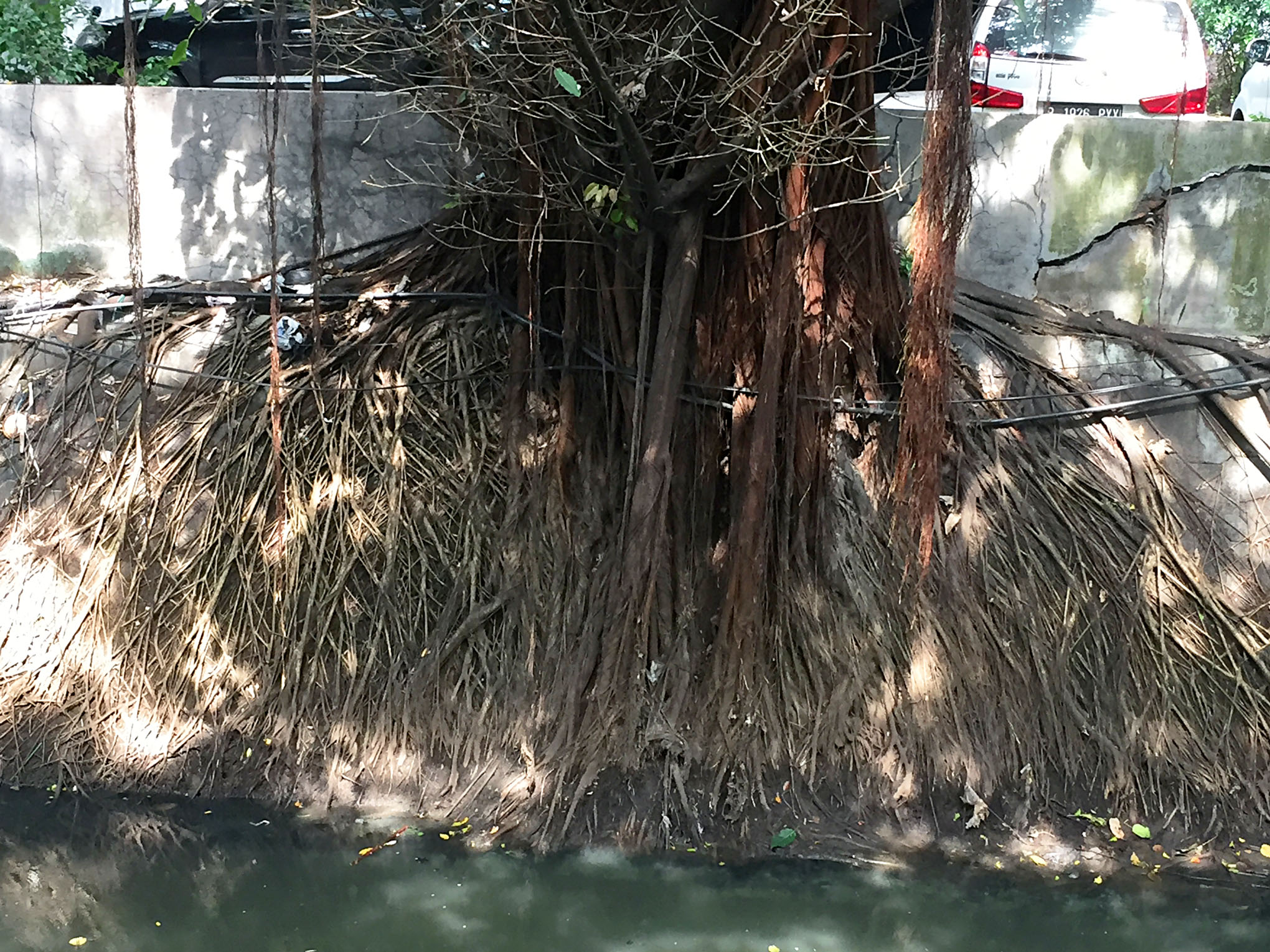 Jakarta - Plants - 3 IMG_1676 Jakarta - Plants - 3 IMG_1676