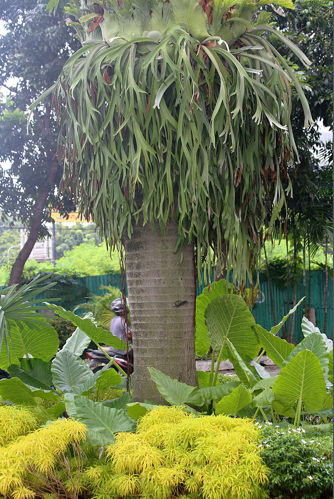 Jakarta - Plants - 2 IMG_8515 Jakarta - Plants - 2 IMG_8515