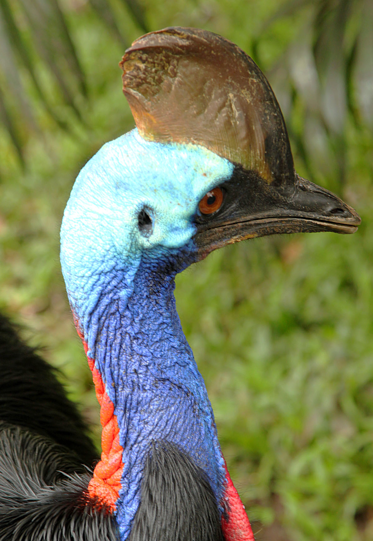 Jakarta - Birds - 1a IMG_9687 Jakarta - Birds - 1a IMG_9687