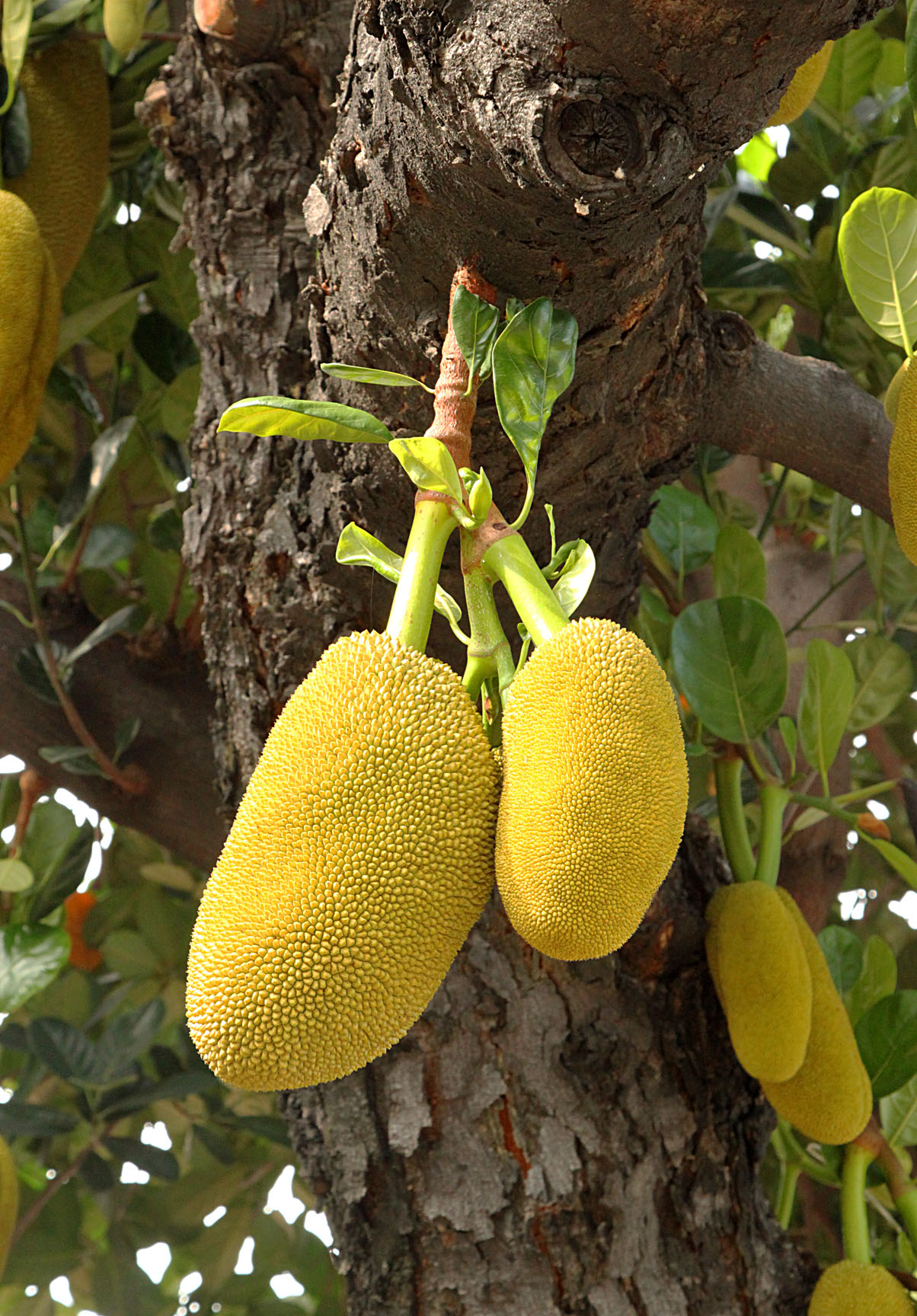 Jakarta - Plants - 4b IMG_9694 Jakarta - Plants - 4b IMG_9694