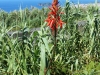 5237 Sao Miguel - 13