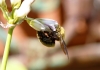 Bees of Morocco - Genus Xylocopa20200407_2817