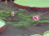 Waterlily Victoria amazonica - 1