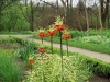 Orange Frittilaria - 1