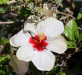 Dar Balmira Botanical Garden - Hibiscus - 4        150515Hibis