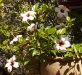 Dar Balmira Botanical Garden - Hibiscus  - 4b      150527_5