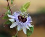 Dar Balmira Botanical Garden - Vines: Passiflora - 2      20150504_1599