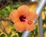 Dar Balmira Botanical Garden - Hibiscus - 6        20150527_1871