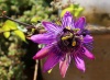 Dar Balmira Botanical Garden -  Vines: Passiflora  - 3    20160922_5612