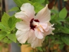 Dar Balmira Botanical Garden - Hibiscus -3        20180708_9056