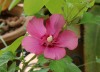 Dar Balmira Botanical Garden - Hibiscus - 1        20180731_9130