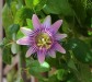 Dar Balmira Botanical Garden - Vines: Passiflora - 1     20180731_9131