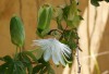 Dar Balmira Botanical Garden - Vines:  Passiflora - 5  20190430_1522