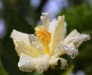 Dar Balmira Botanical Garden - Hibiscus - 8        IMG_6368