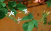 Dar Balmira Botanical Garden -  Vines - 1b  Jasminum azoricum (j. trifoliatum Moench, origin Madeira)Jasminum-azoricum-L