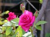 Dar Balmira Botanical Garden     Roofdeckflowers140417