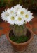 Dar Balmira Botanical Garden White Cactus.jpg