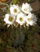 Dar Balmira Botanical GardenWhiteCactus1