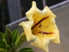 Dar Balmira Botanical Garden- 3     150405_1205