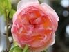 Dar Balmira Botanical Garden    20150503_1626