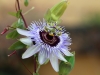 Dar Balmira Botanical Garden - Vines: Passiflora - 2      20150504_1599