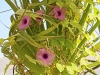 Dar Balmira Botanical Garden - Vines - 5   20150922_3177