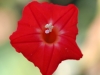 Dar Balmira Botanical Garden - Vines - 7 160922_5615