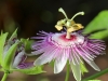 Dar Balmira Botanical Garden -  Vines: Passiflora  - 4     20180622_8934