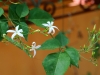 Dar Balmira Botanical Garden -  Vines - 1b  Jasminum azoricum (j. trifoliatum Moench, origin Madeira)Jasminum-azoricum-L