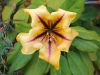 Dar Balmira Botanical Garden - 3b