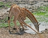 Baby Masai Giraffe 1