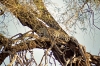 Leopard Resting