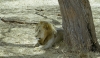 Male Lion Resting Under a Tree