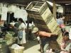 Guatemalans - 6