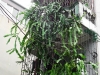 Hanoi (Other Photos)   7    20190112_0126
