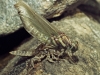 Dragonfly Emerging From Nymph Case