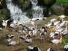 Kuala Lumpur Bird Park - 1a   20181212_0320