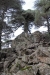 Moroccan Landscapes - 1 cedars-at-the-peak-of-tazzeka