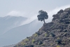 Moroccan Landscapes - 1 treeafternoonclouds