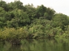Nature in Brazil - The Amazon - 2
