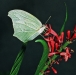 Costa Rica Fauna - 8