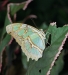 Costa Rica Fauna - 7