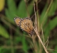 Costa Rica Fauna - 9