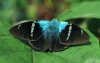 Costa Rica Fauna - 6