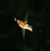 Costa Rica Fauna - 4