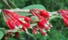 Costa Rica Flora - 3