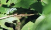Costa Rica Fauna - 2