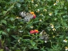 DSC00264