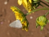 20190816_Moulay-Bousselham_1883