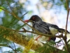 BirdPR_3671